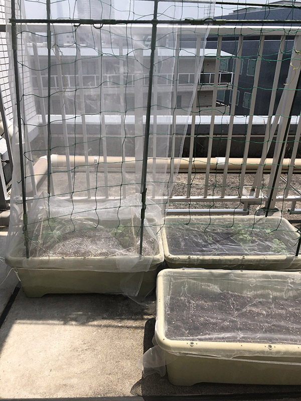 バルコニー 植物育成