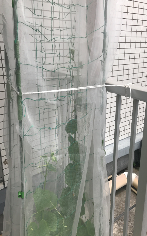 バルコニー 野菜