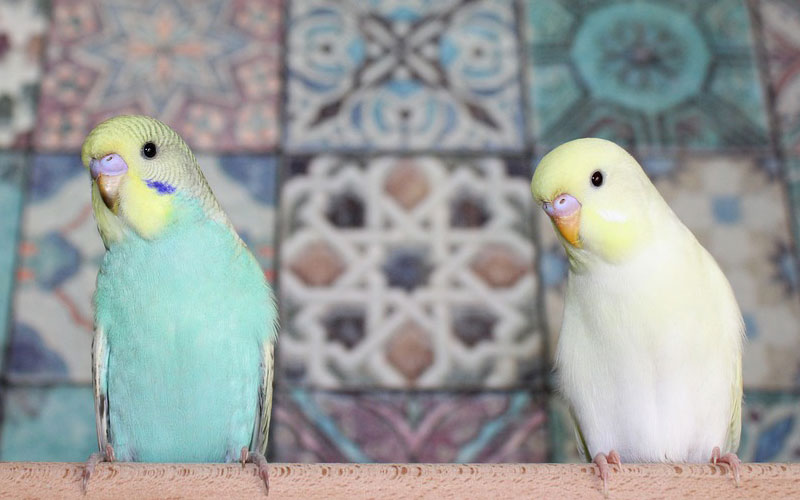 インコの鳴き声