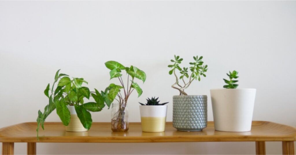観葉植物をお部屋に置いている